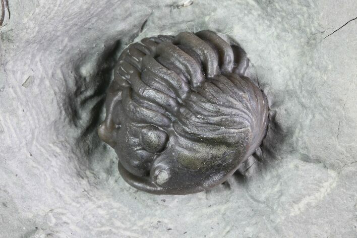 Wide Enrolled Flexicalymene Trilobite - Mt Orab, Ohio #85388